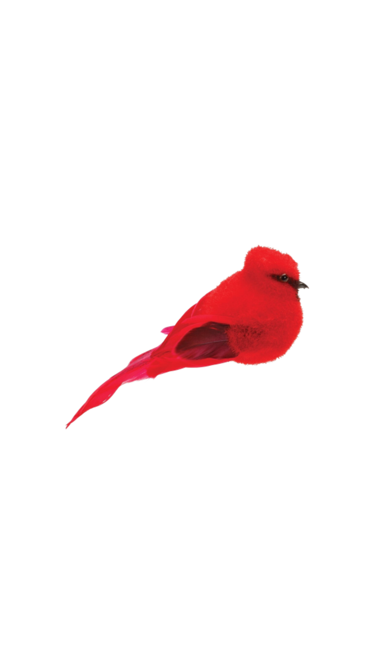 Red Feather Cardinal, full view on white