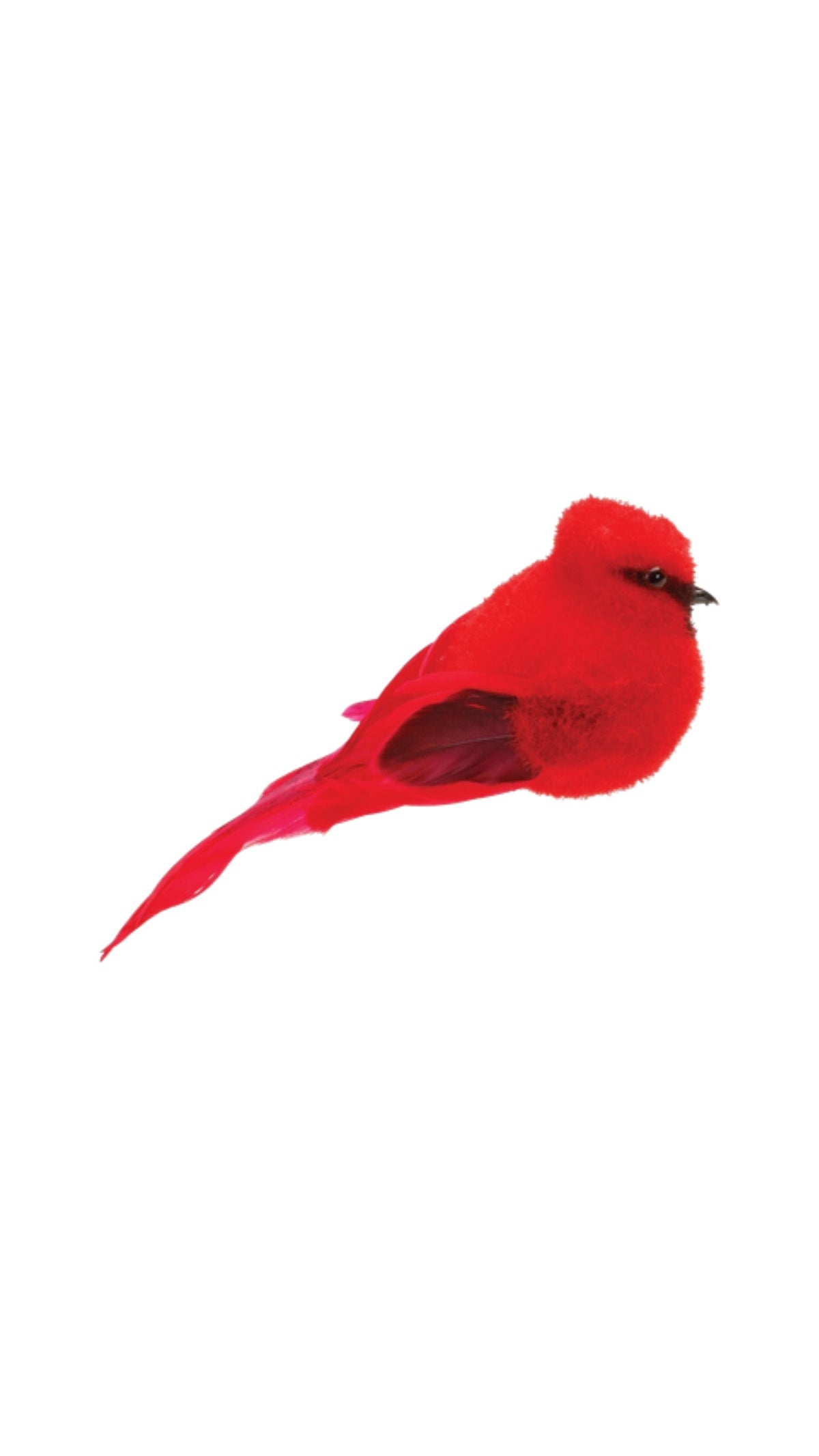 Red Feather Cardinal - The BLVD