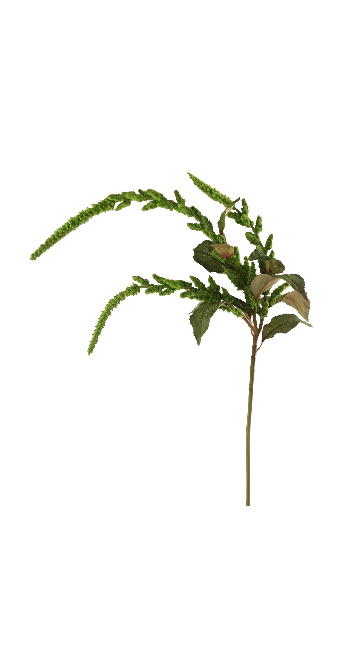 Hanging Amaranthus - Green (45 in), full view on white