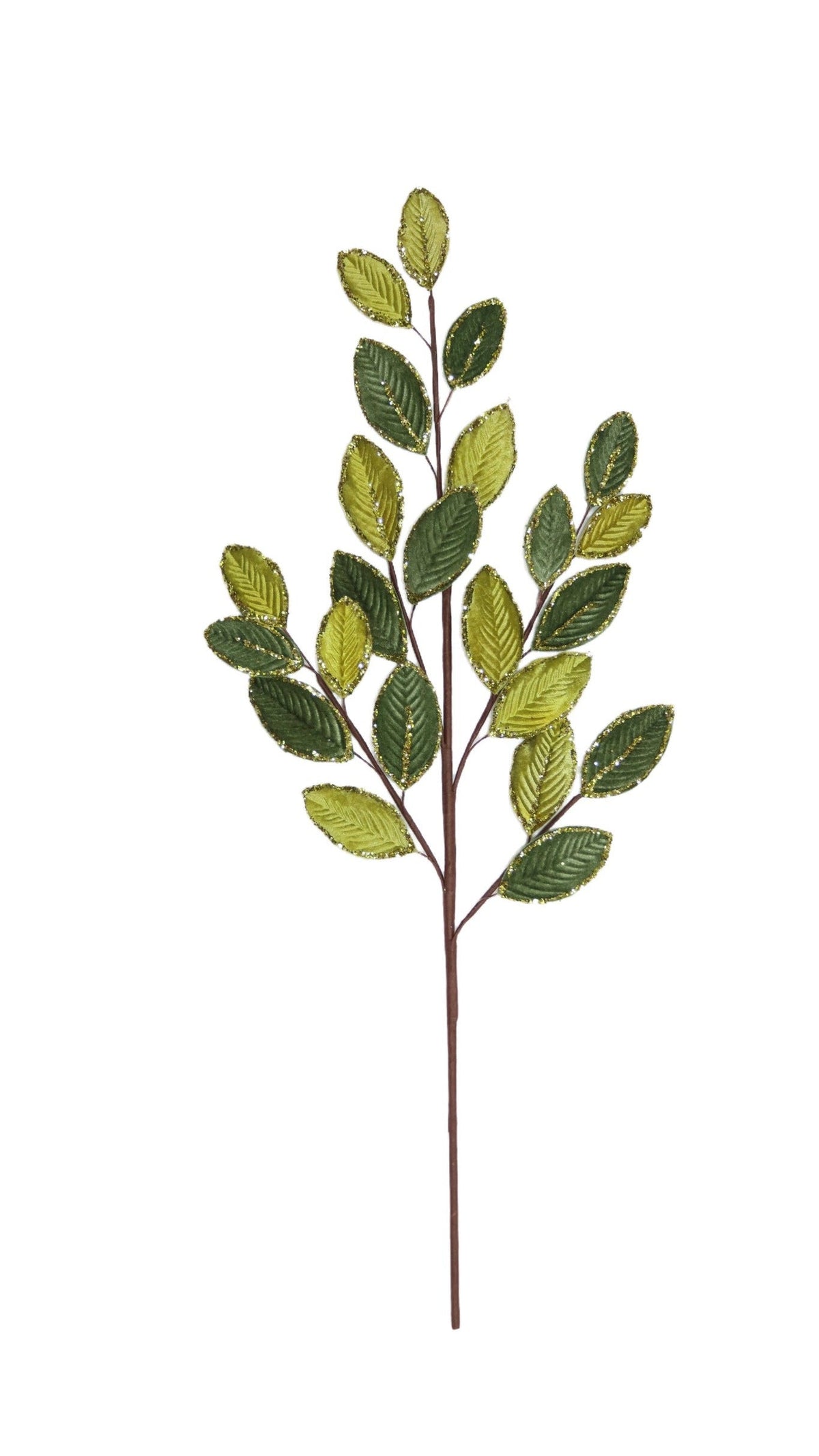 Eliagnus Spray - Variegated Green (25 in), full view on white